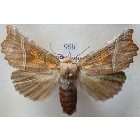 Scoliopteryx libatrix (Linnaeus, 1758) Szczerbówka ksieni Czech96h